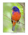 5811 painted bunting